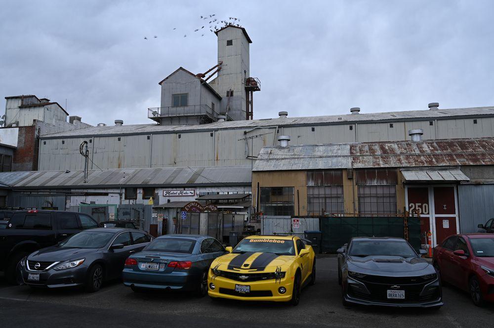 DSC_7225-shelby